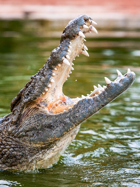 Nile crocodile with open mouth in water.