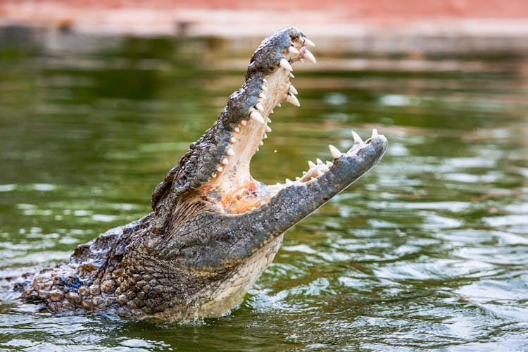 Crocodile Park Dubai