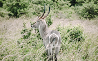 da zanzibar: safari in aereo al parco nazionale di mikumi-2