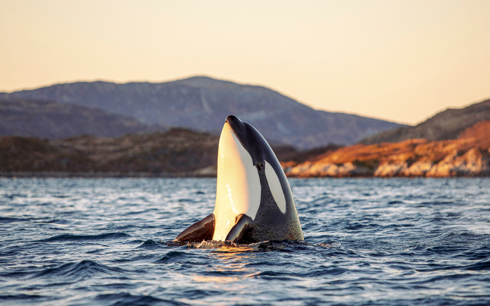 Orcas swimming in the waters near Tromsø, Norway.