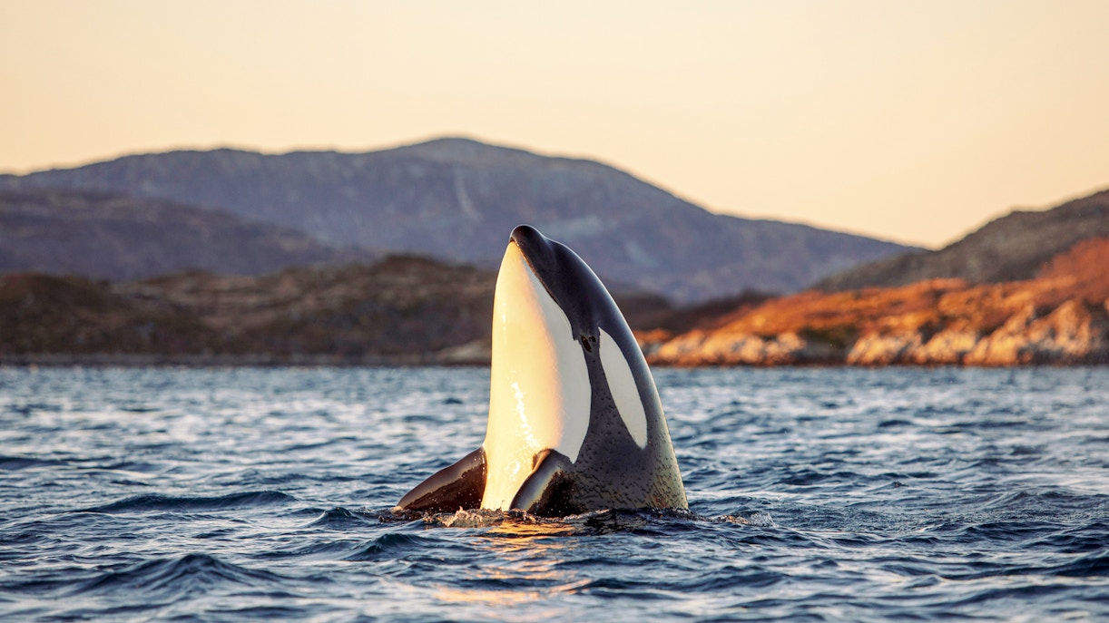 Orcas swimming in the waters near Tromsø, Norway.