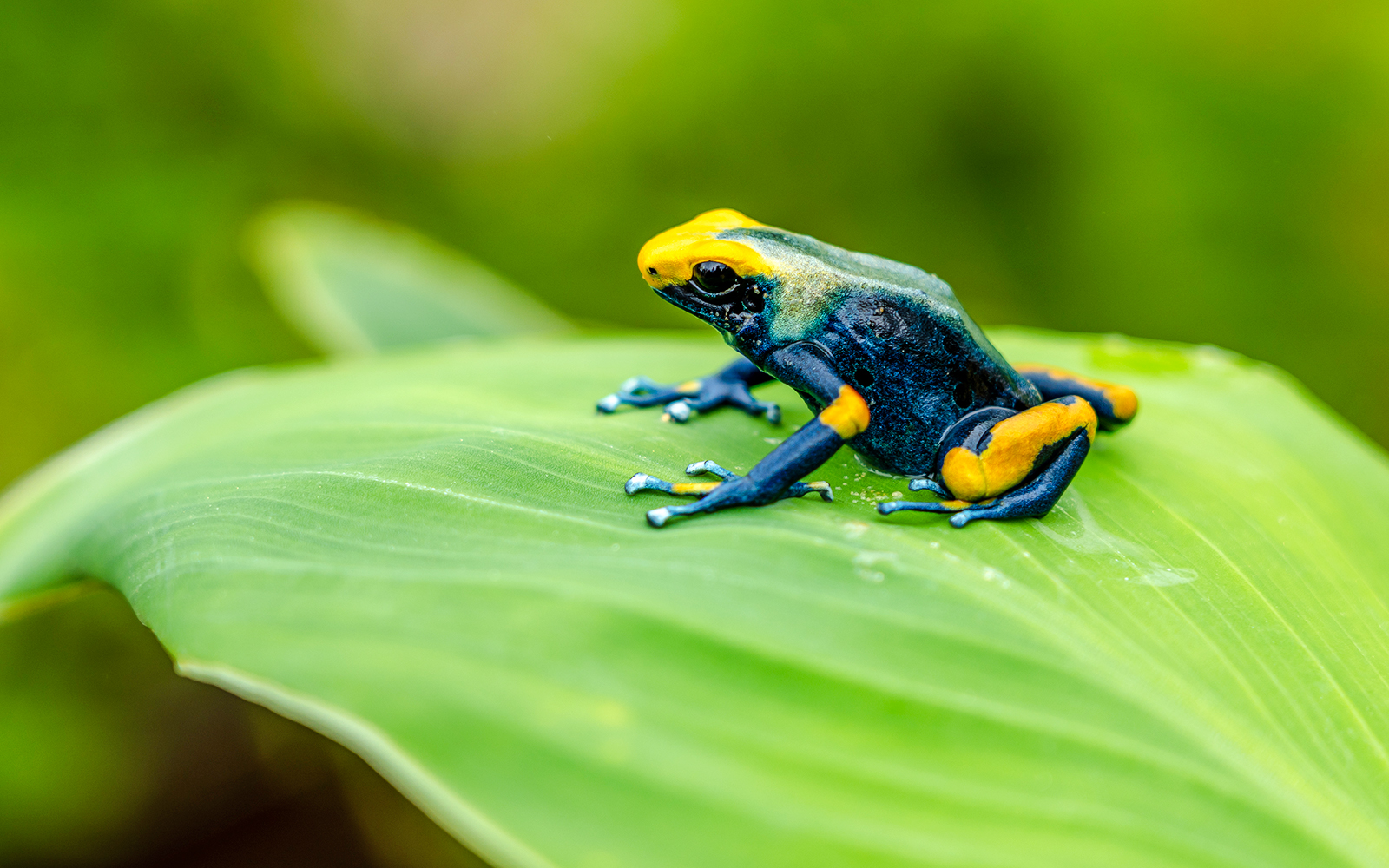 Dyeing poison frog on a leaf at Bioparc Valencia.