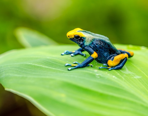 Dyeing poison frog on a leaf at Bioparc Valencia.