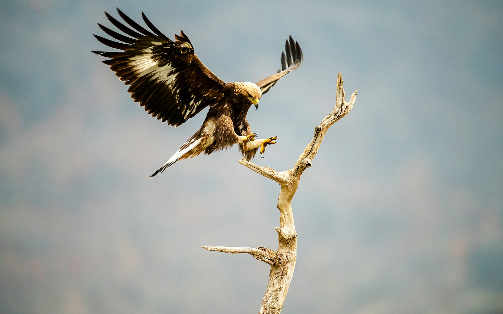Golden eagle landing on a branch in Douro Internacional.