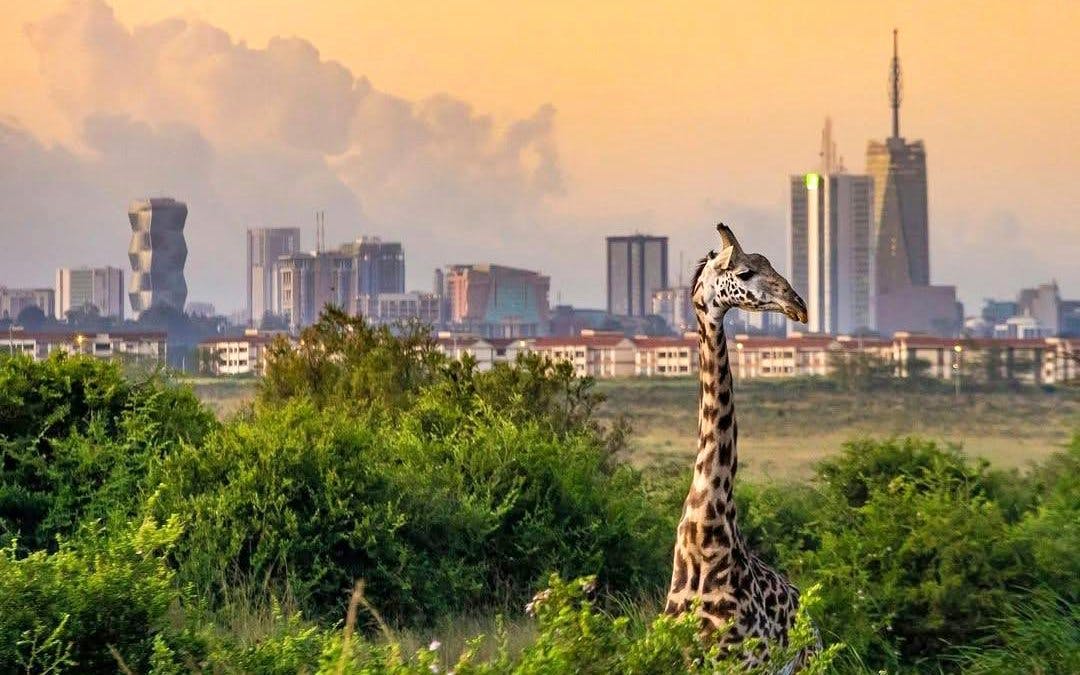 Giraffe in Nairobi National Park with city skyline in the background.