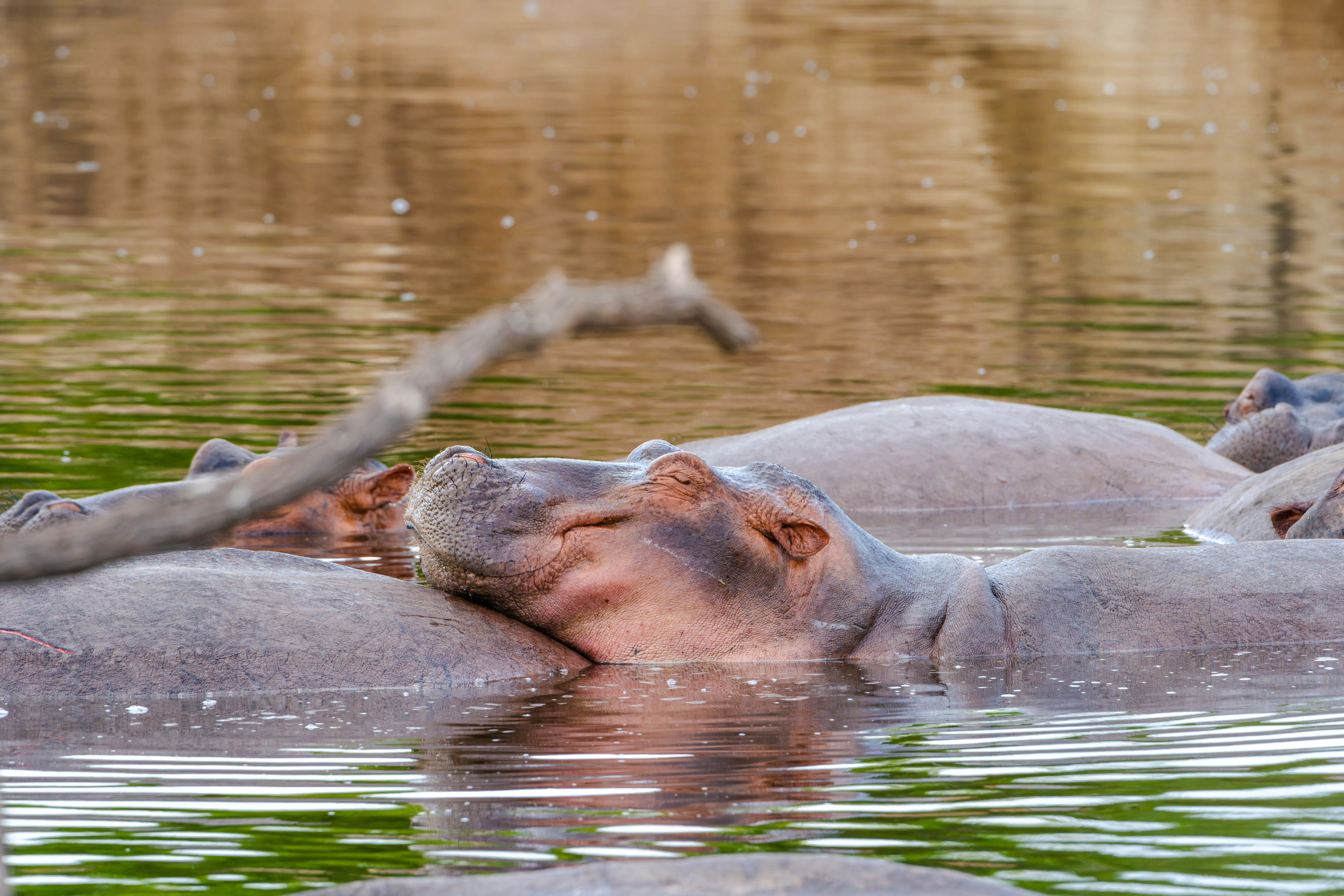 Hippos resting in water during a safari in Nyerere National Park, Tanzania.