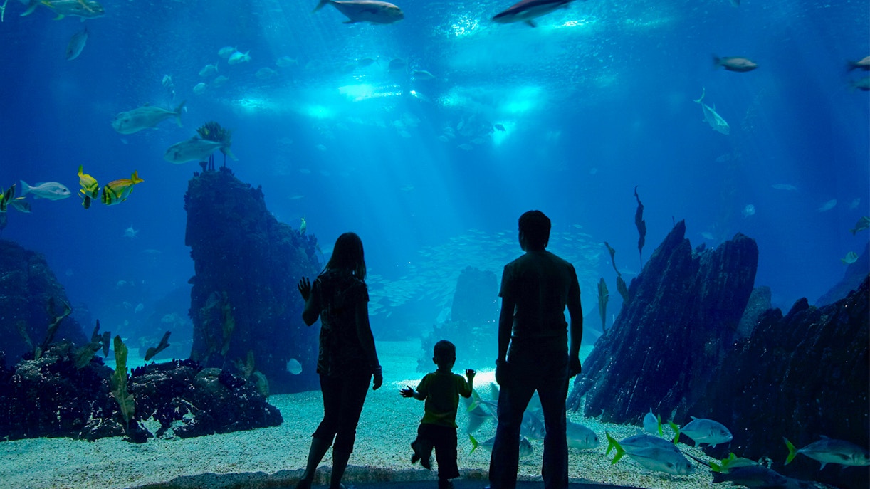 Family-Friendly Facilities at Barcelona Aquarium