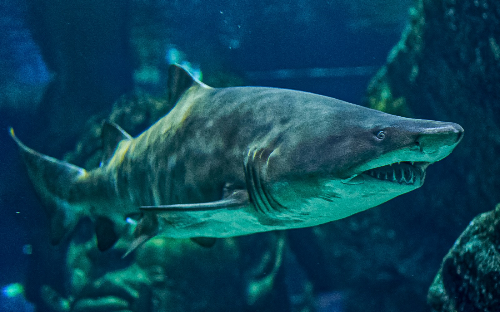 Sand Tiger Shark in an aquarium