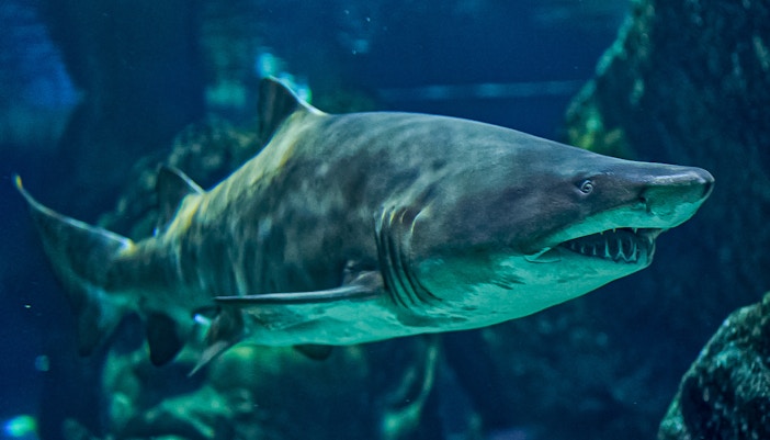Sand tiger shark swimming in Oceanografic Valencia habitat.