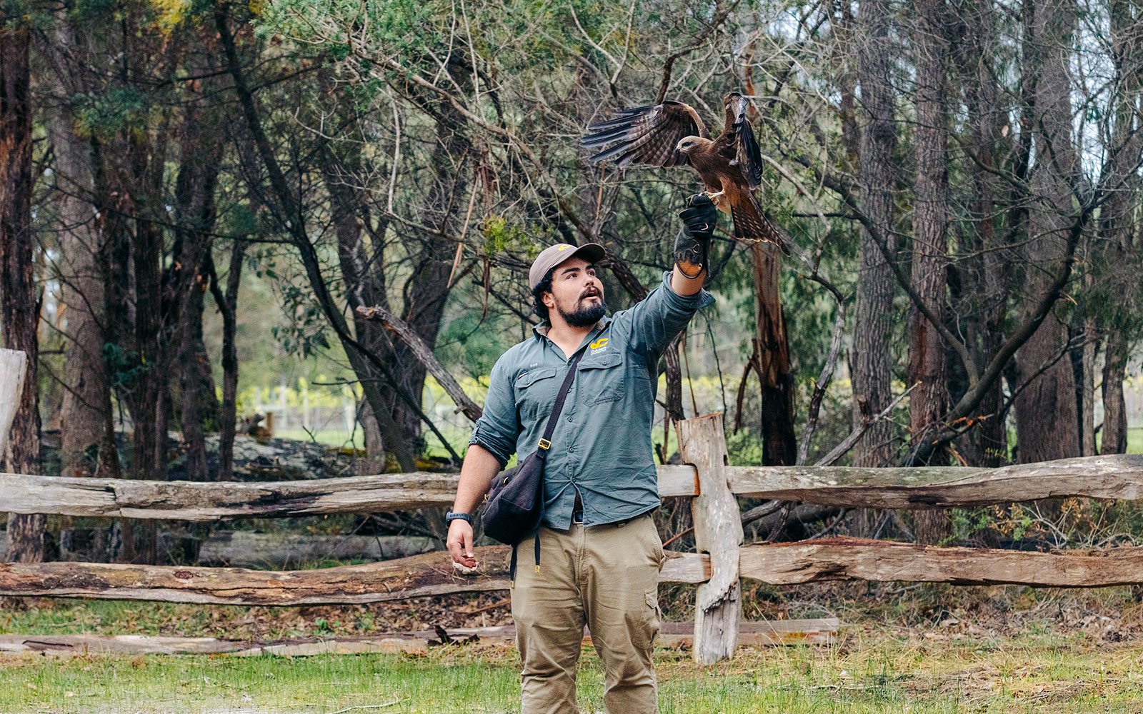 Man handling a bird of prey at Capes Raptor Centre, surrounded by trees and wooden fence.