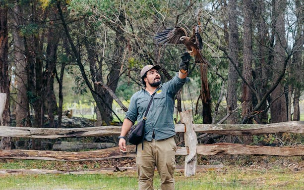 Man handling a bird of prey at Capes Raptor Centre, surrounded by trees and wooden fence.