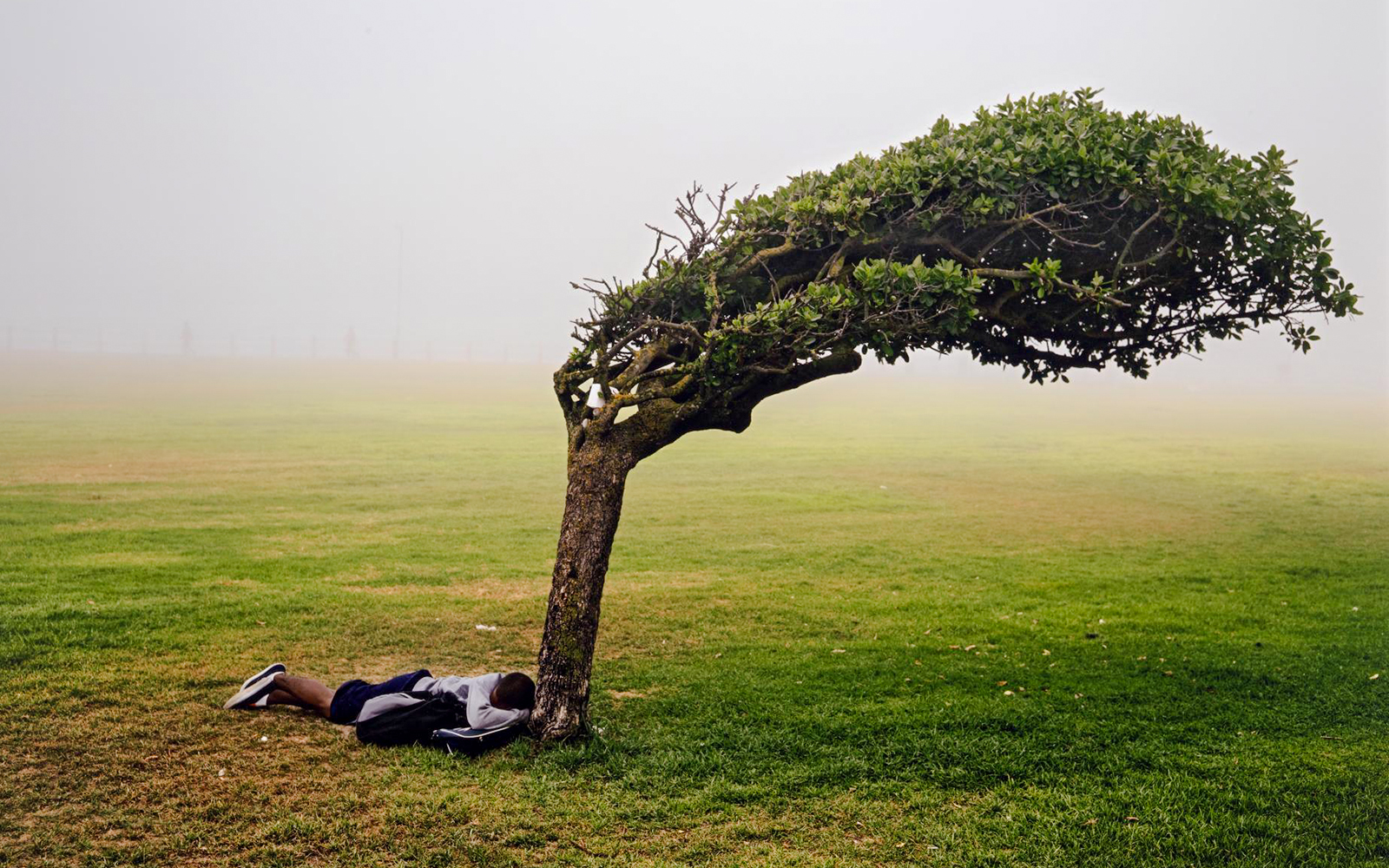 Person lying under a wind-swept tree in a foggy field, National Gallery of Victoria.