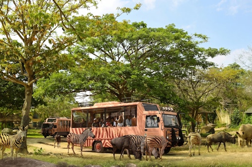 #Bali Safari Park Tickets: Day/Night Safari & Optional Meals