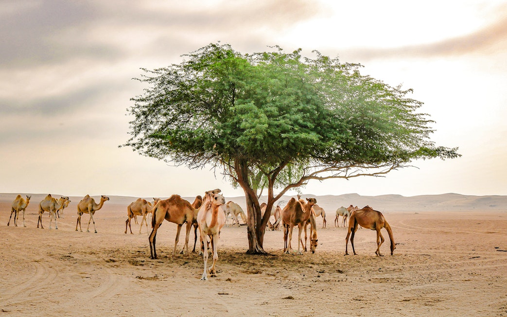 Camels resting under a tree in the Abu Dhabi desert.