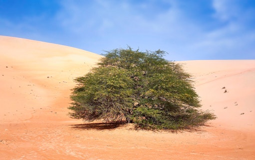 Desert tree in Liwa Oasis with sand dunes, Abu Dhabi.