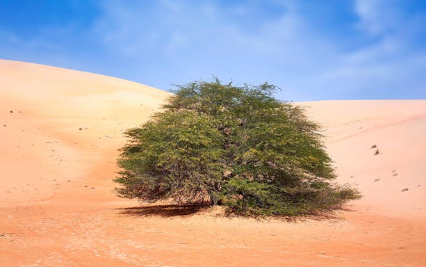 Desert tree in Liwa Oasis with sand dunes, Abu Dhabi.