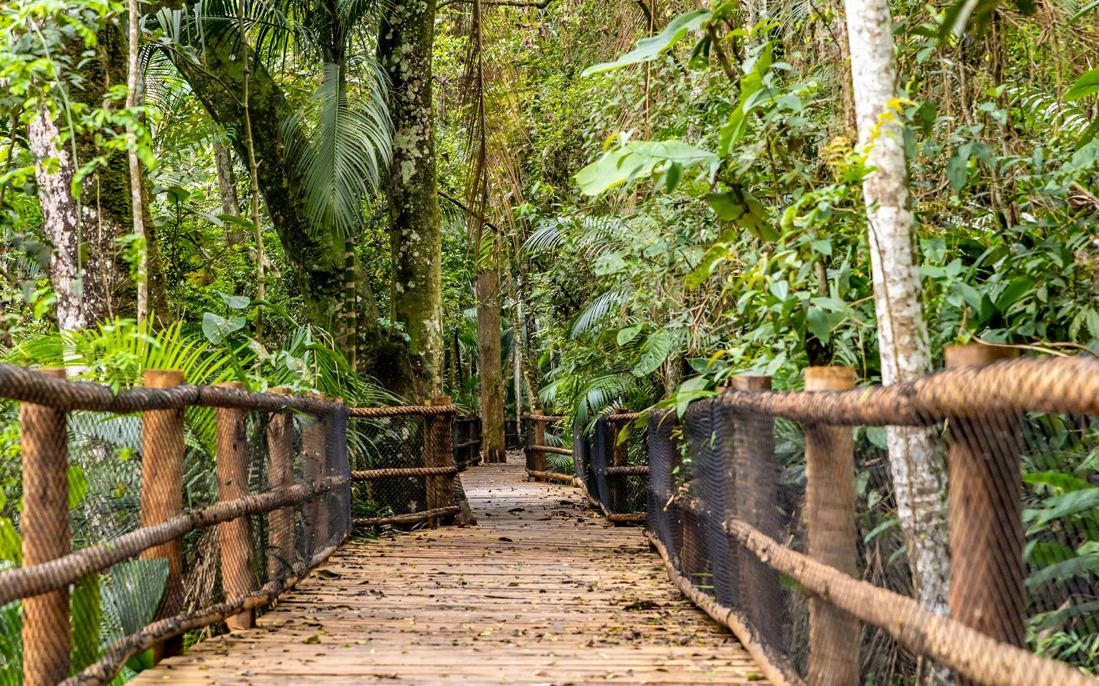 Wooden bridge through lush greenery at Jardim Botânico, São Paulo.