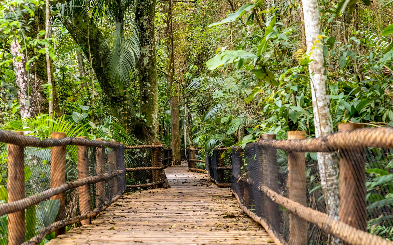 Wooden bridge through lush greenery at Jardim Botânico, São Paulo.