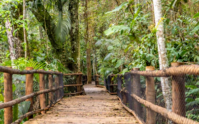 Wooden bridge through lush greenery at Jardim Botânico, São Paulo.