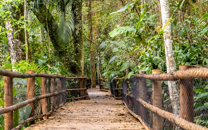 Wooden bridge through lush greenery at Jardim Botânico, São Paulo.
