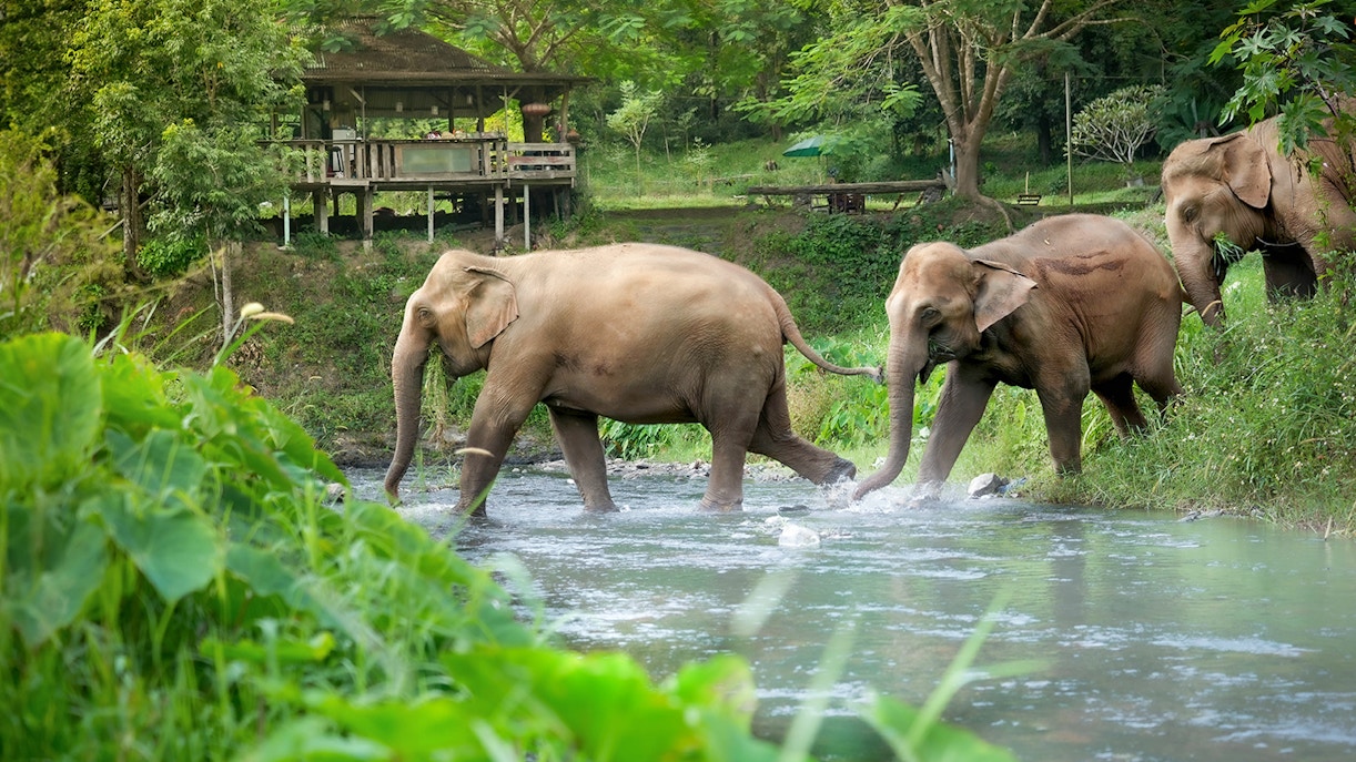 Elephants crossing a stream at Elephant Jungle Sanctuary, Chiang Mai.