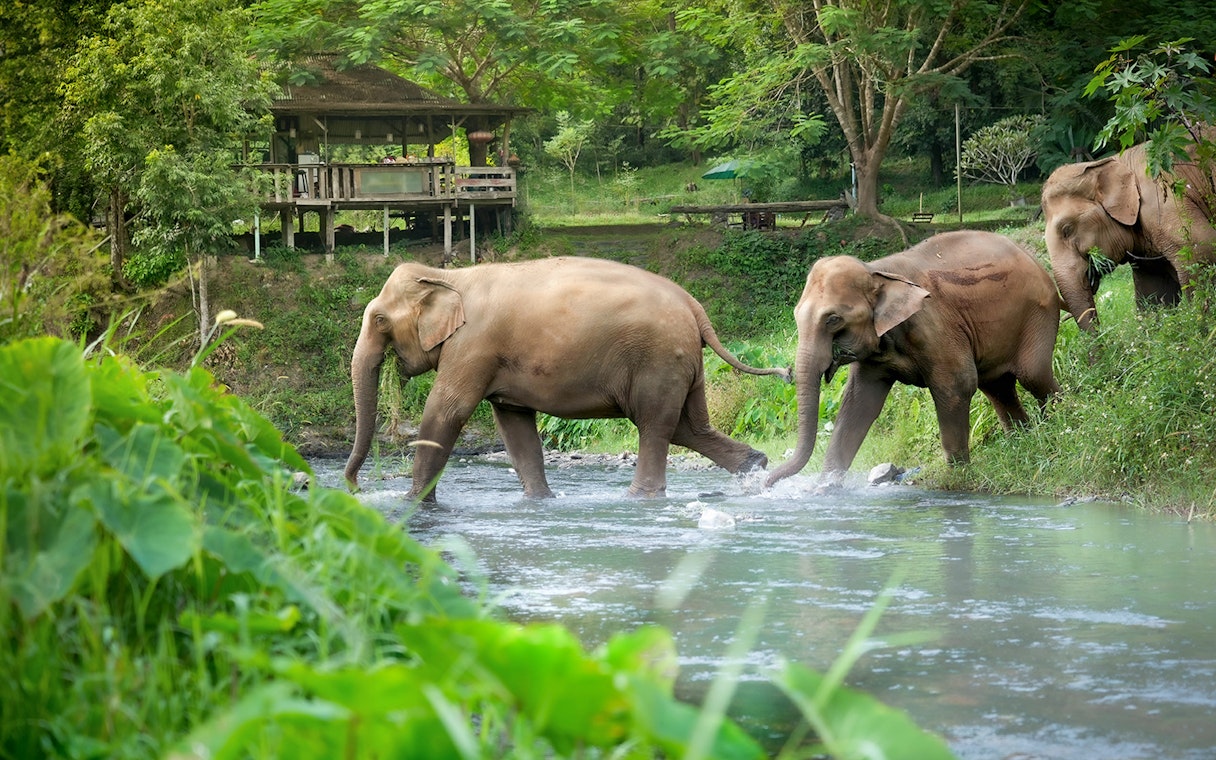 Elephants crossing a stream at Elephant Jungle Sanctuary, Chiang Mai.