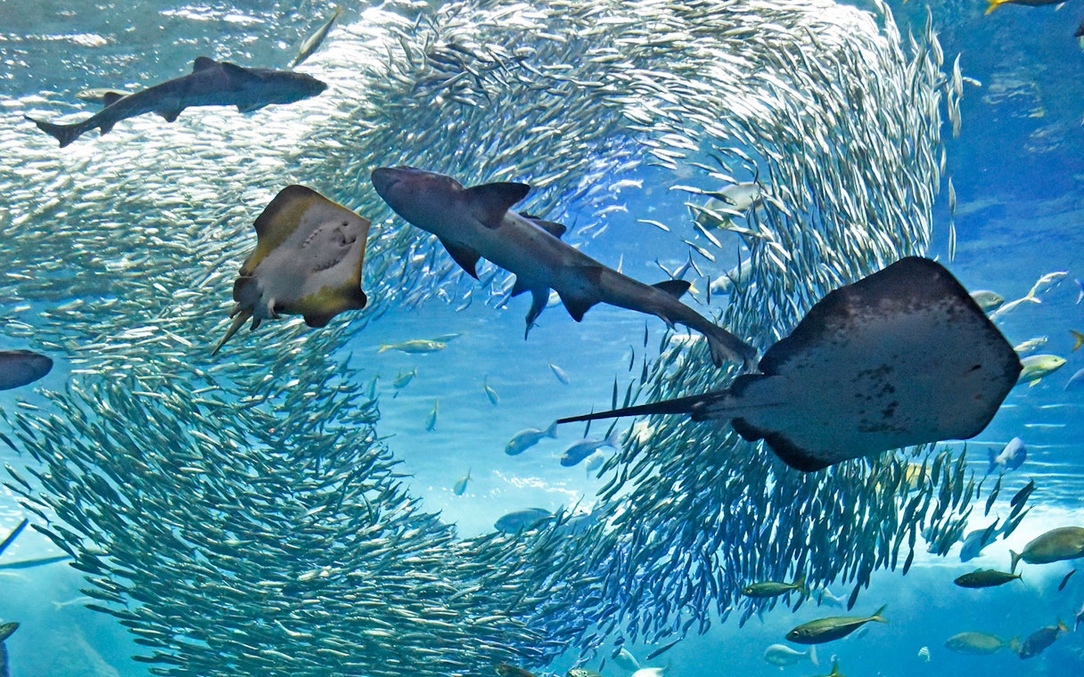 Sharks and rays swimming among a school of fish at Enoshima Aquarium.