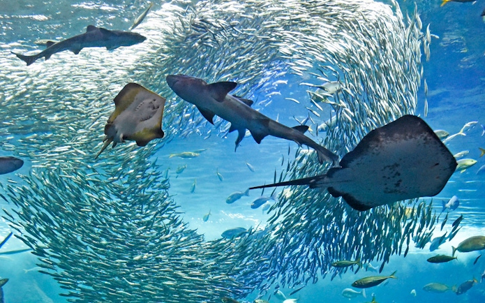 Sharks and rays swimming among a school of fish at Enoshima Aquarium.
