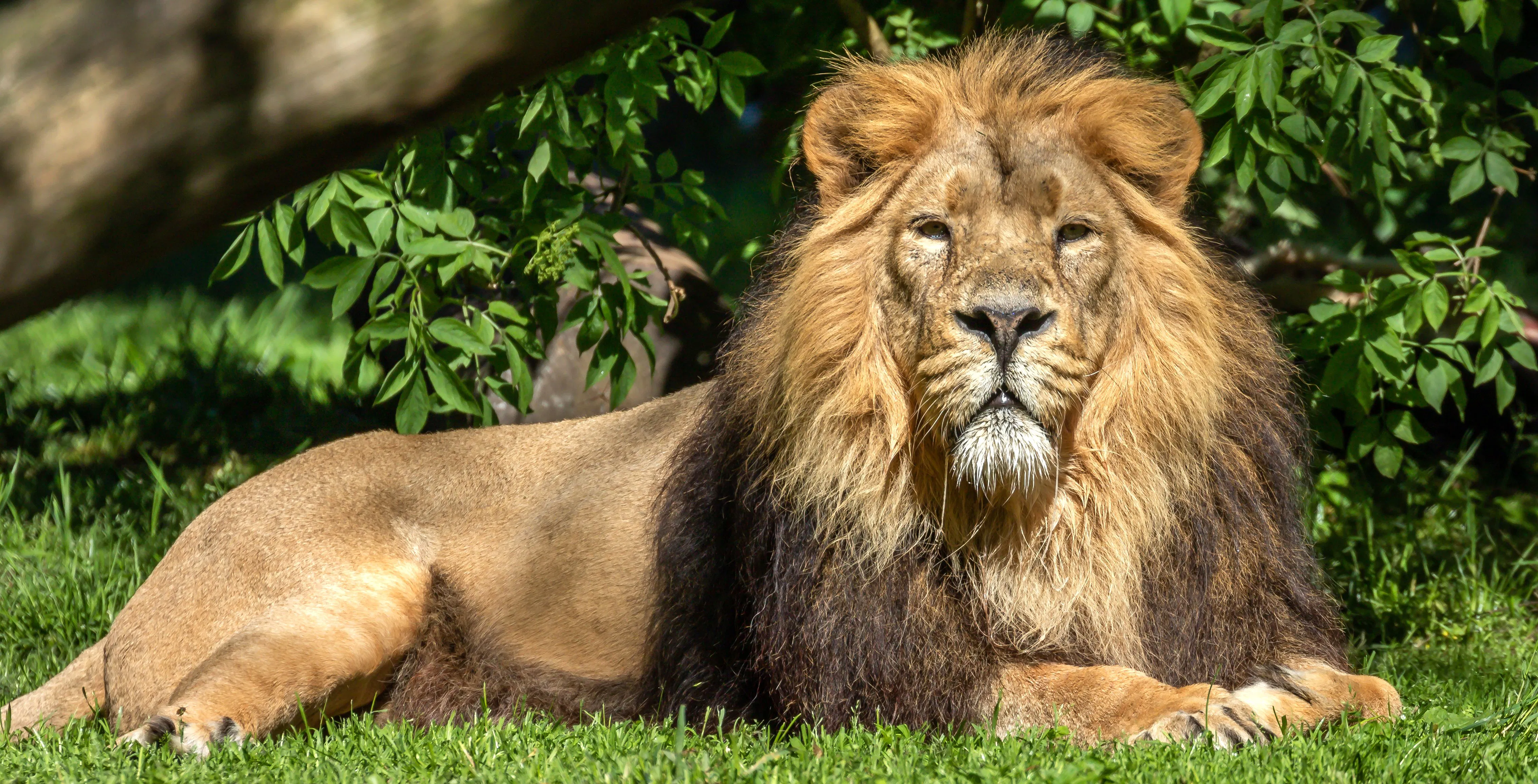 Asiatic lion resting on grass with greenery in the background.