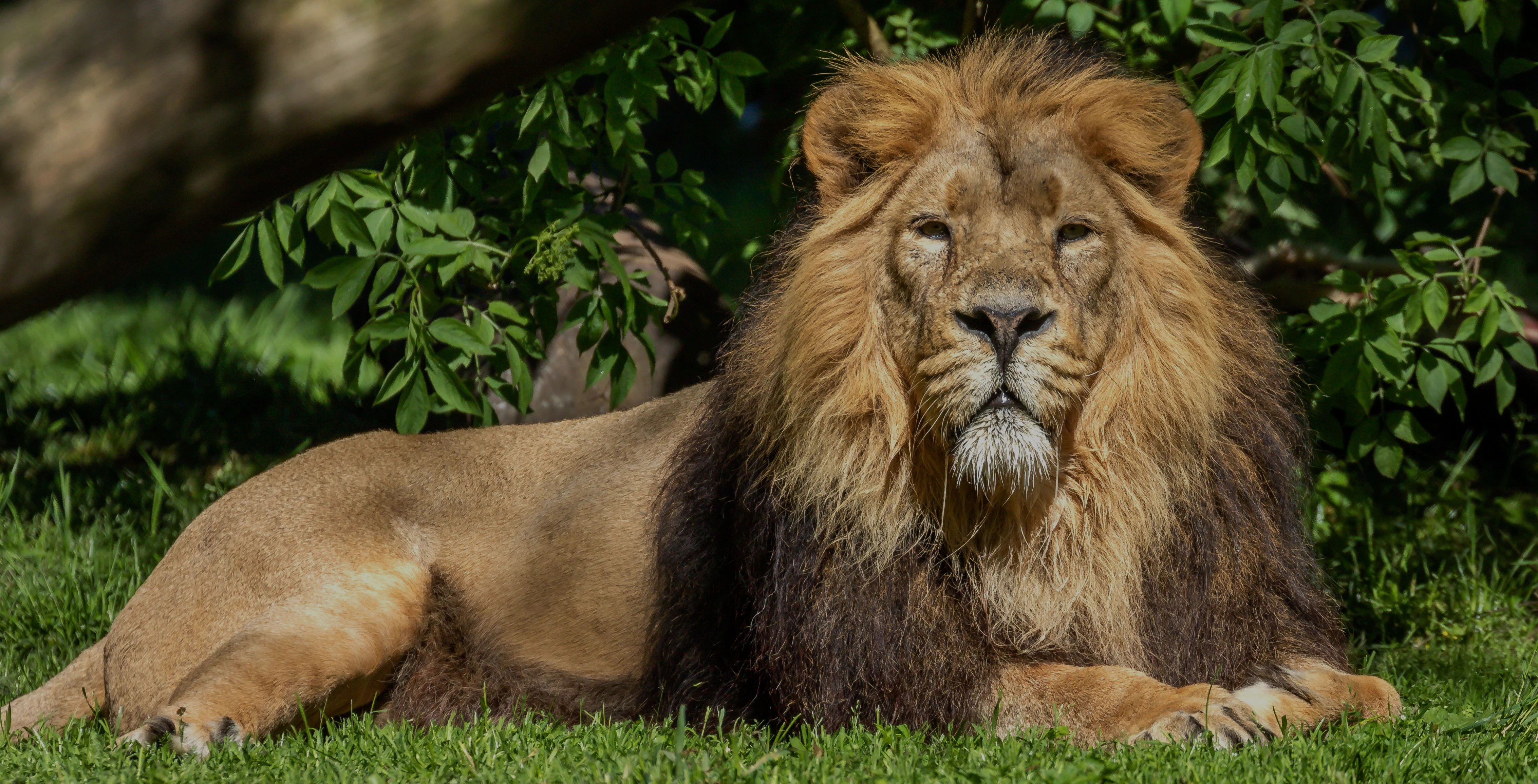 Asiatic lion resting on grass with greenery in the background.