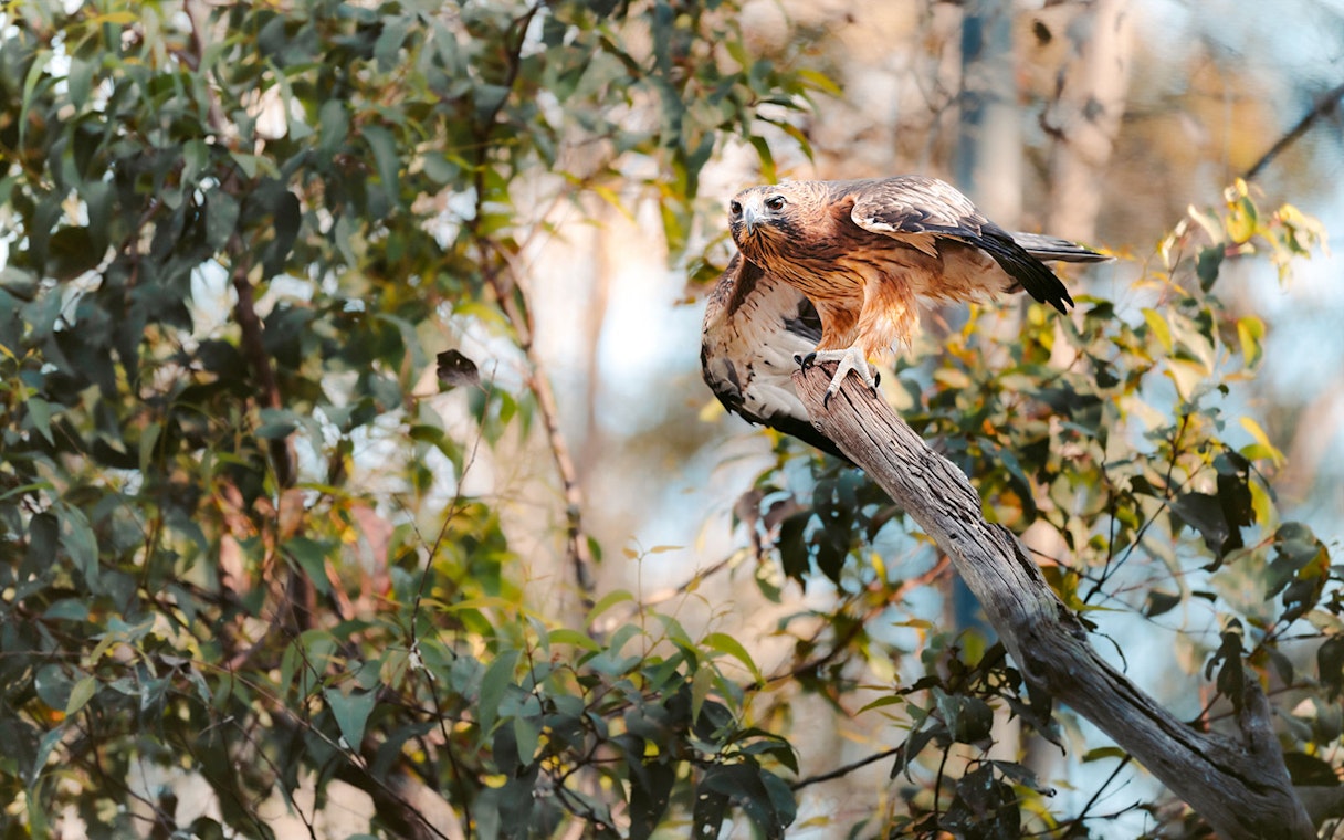 Raptor perched on a branch at Capes Raptor Centre, surrounded by foliage.