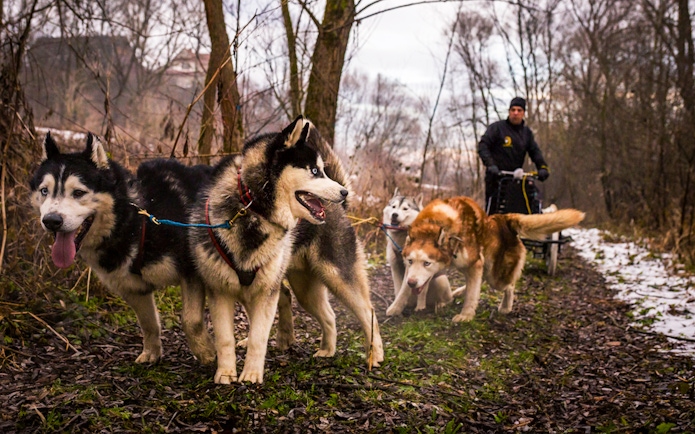 Dog sledding team on a forest trail in the Tatra Mountains near Krakow.