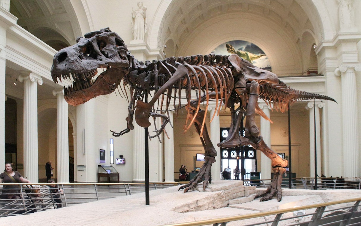 Tyrannosaurus rex fossil exhibit at the Field Museum of Natural History.