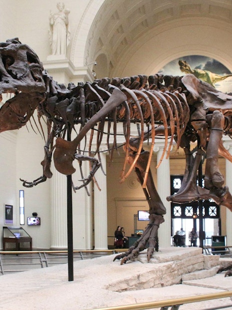 Tyrannosaurus rex fossil exhibit at the Field Museum of Natural History.
