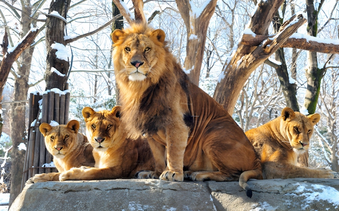 Lions resting on a snowy platform at Everland Theme Park.