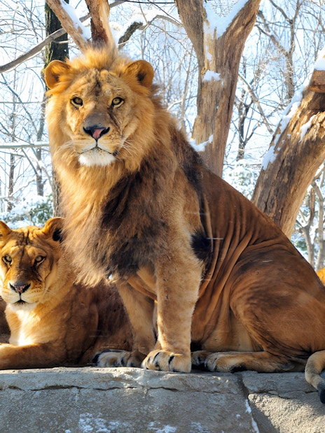 Lions resting on a snowy platform at Everland Theme Park.
