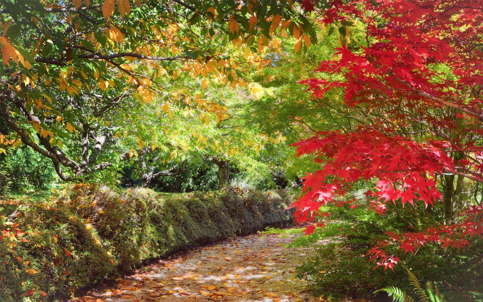 Mount Wilson Spring Garden Festival in Blue Mountains