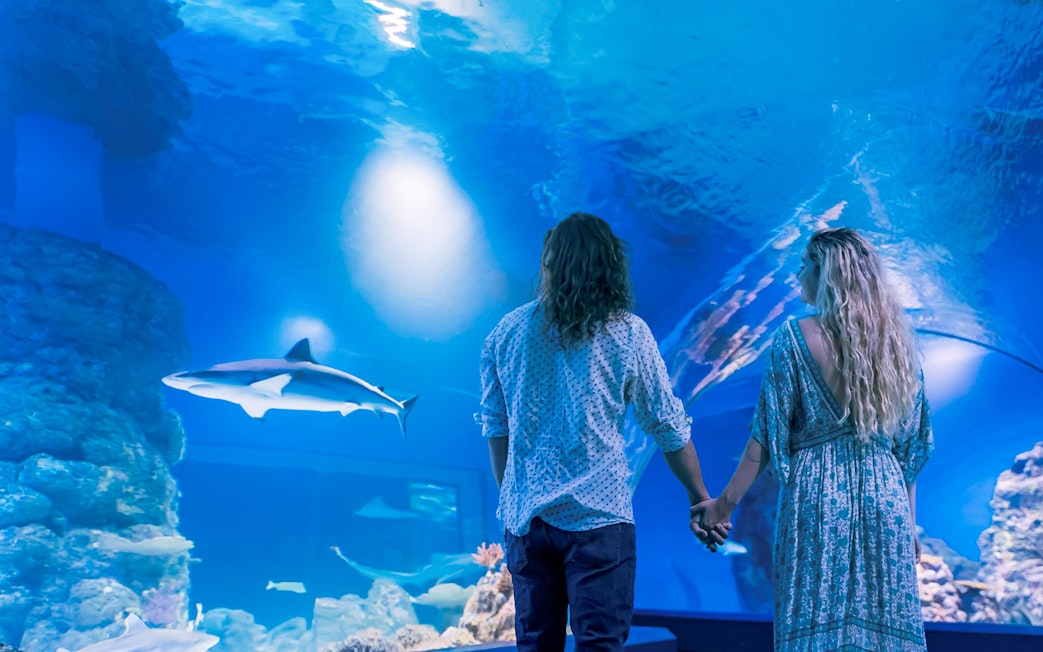 Guests holding hands while viewing a shark at Cairns Aquarium by Twilight.