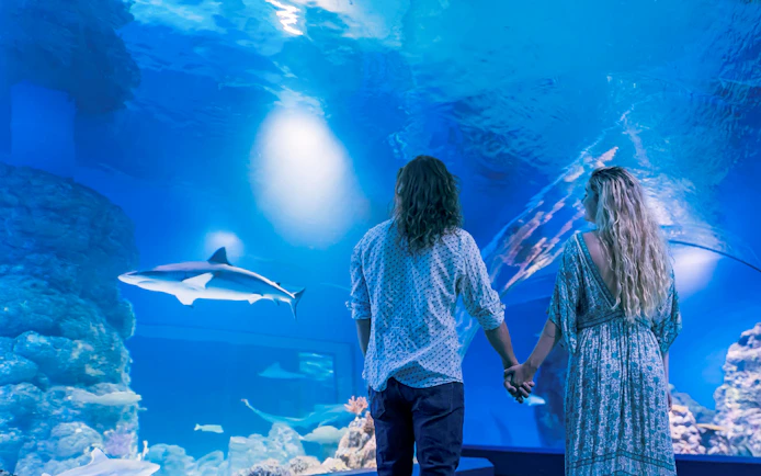 Guests holding hands while viewing a shark at Cairns Aquarium by Twilight.