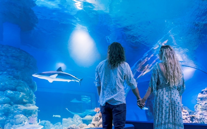 Guests holding hands while viewing a shark at Cairns Aquarium by Twilight.