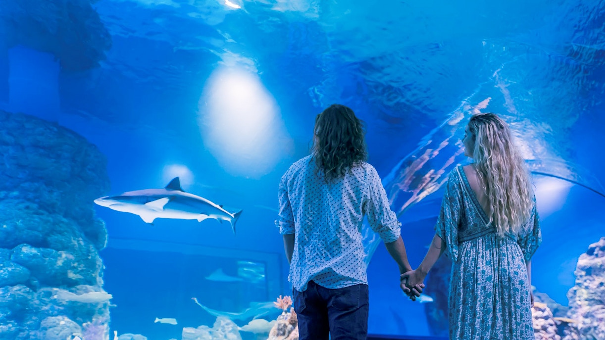 Guests exploring Cairns Aquarium by Twilight, viewing marine life exhibits.