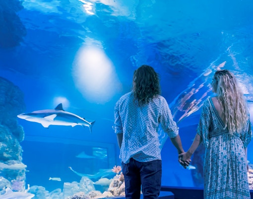 Guests exploring Cairns Aquarium by Twilight, viewing marine life exhibits.