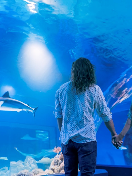Guests holding hands while viewing a shark at Cairns Aquarium by Twilight.