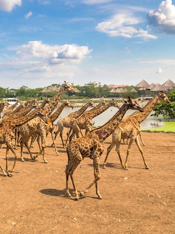Giraffes walking in an open area at Safari World, Bangkok, with huts and a pond in the background.