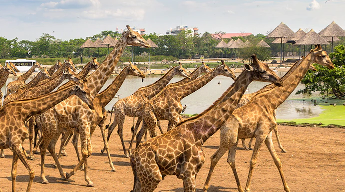 Giraffes walking in an open area at Safari World, Bangkok, with huts and a pond in the background.