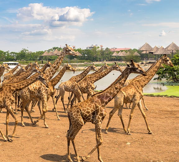 Giraffes walking in an open area at Safari World, Bangkok, with huts and a pond in the background.