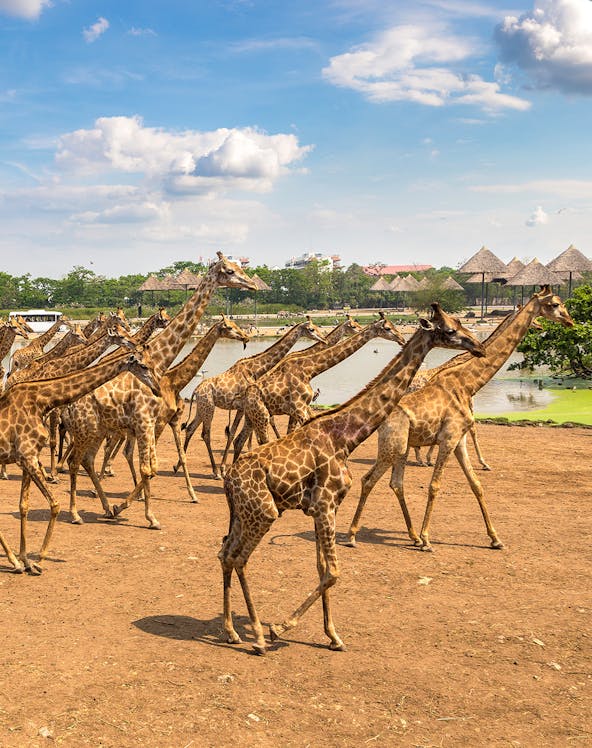 Giraffes walking in an open area at Safari World, Bangkok, with huts and a pond in the background.