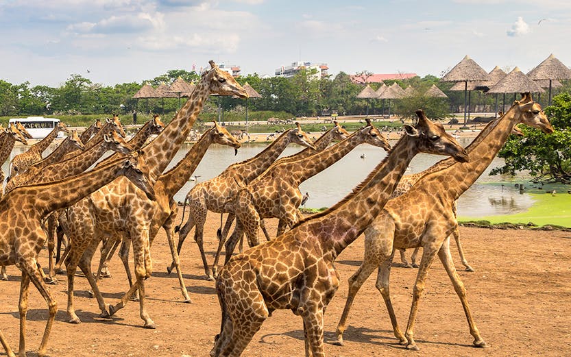 Giraffes walking in an open area at Safari World, Bangkok, with huts and a pond in the background.
