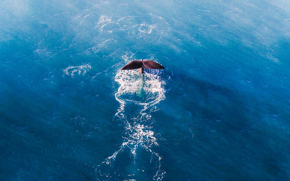 Sperm whale tail above ocean surface, aerial view.