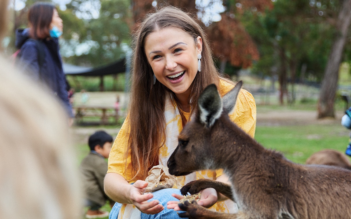 Woman feeding a kangaroo at Ballarat Wildlife Park, Melbourne.